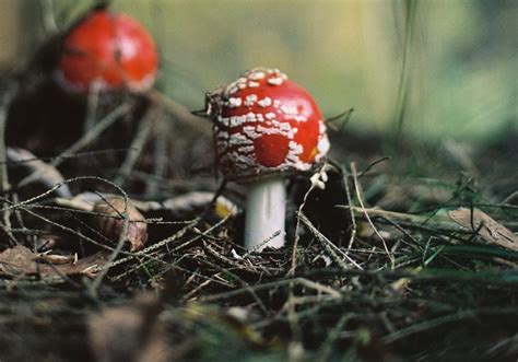 Jun 17, 2016 ... One possible explanation is that the mushrooms you took didn't have much psilocybin in them. Potency may vary, especially depending on the ...
